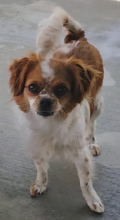 Enlarge Lilli, a Adoptable Cavalier King Charles Spaniel in Gardena, CA image 3/3