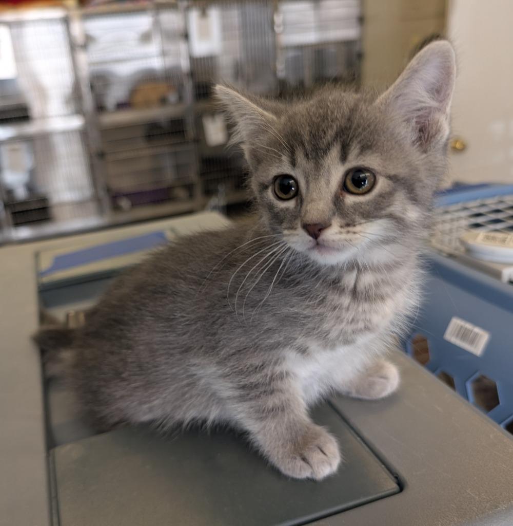 Muffin Tin, Adopted, Kitten Female Domestic Short Hair.