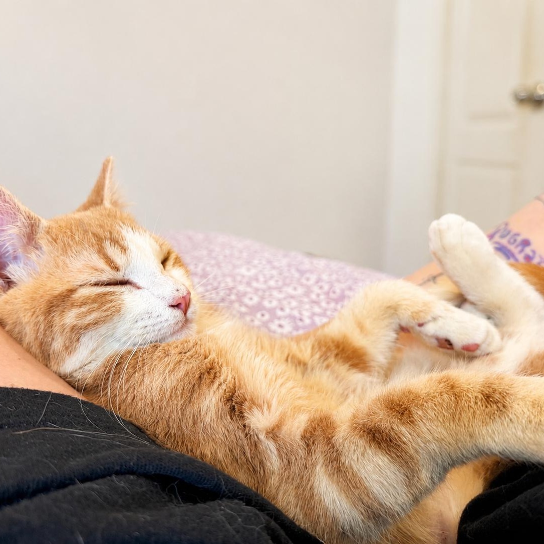 Enlarge Sprout, an adoptable Domestic Short Hair in Decatur, GA image 2/5