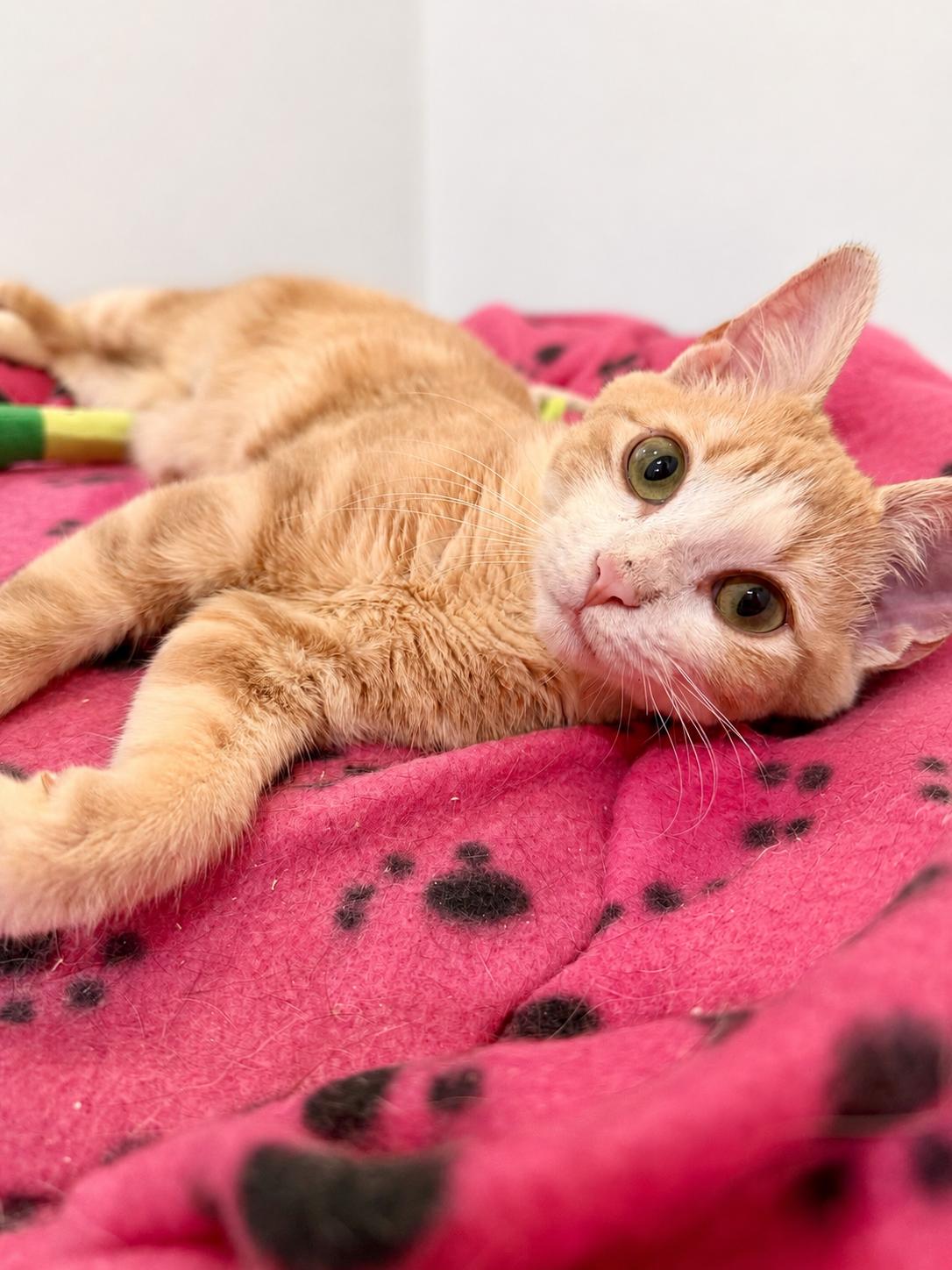 Enlarge Sprout, an adoptable Domestic Short Hair in Decatur, GA image 5/5