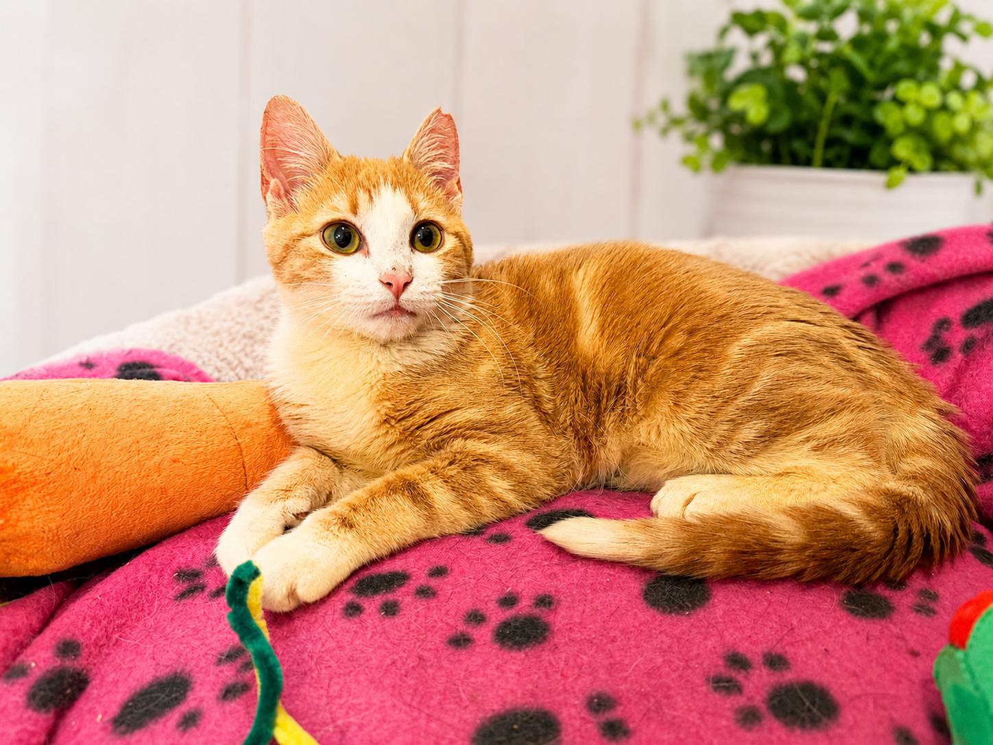 Enlarge Sprout, an adoptable Domestic Short Hair in Decatur, GA image 4/5