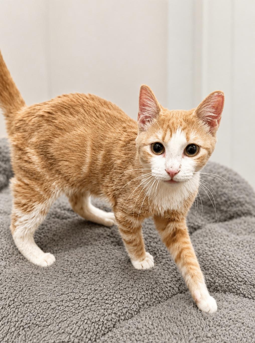 Enlarge Sprout, an adoptable Domestic Short Hair in Decatur, GA image 3/5