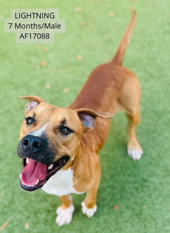 Lightning, Adoptable, Adult Male Pit Bull Terrier.