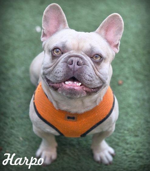Harpo, Adoptable, Adult Male French Bulldog.