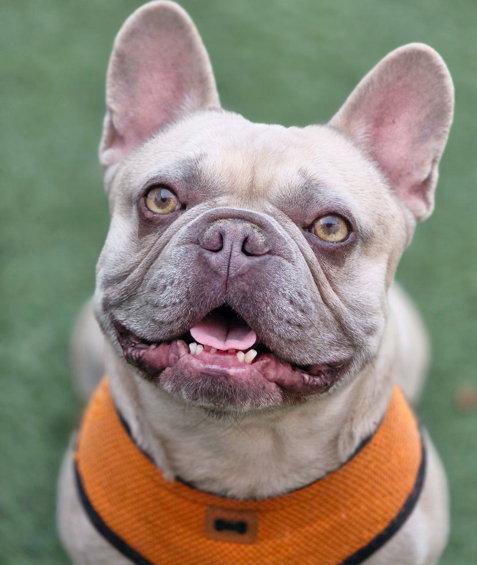 Enlarge Harpo, a Adoptable French Bulldog in Anaheim Hills, CA image 2/3
