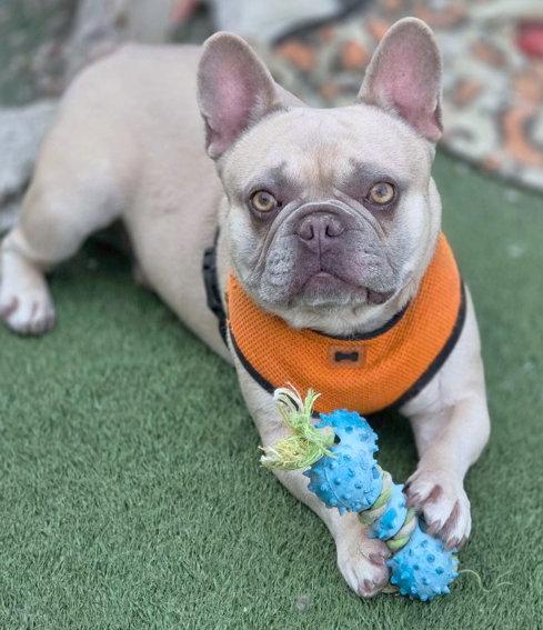 Harpo, Adoptable, Adult Male French Bulldog.