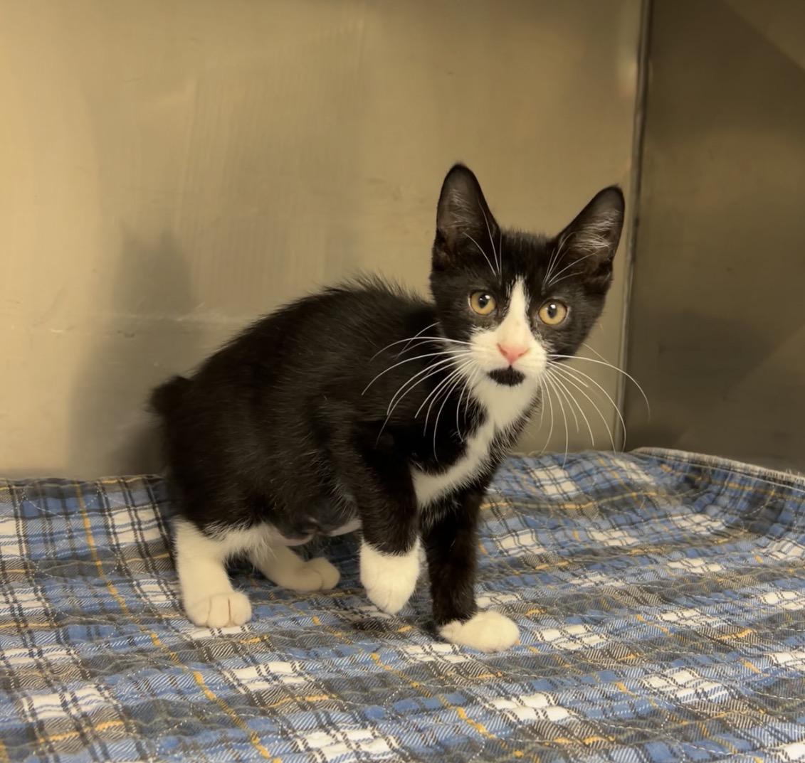 French Fry, Adoptable, Kitten Female Domestic Short Hair.