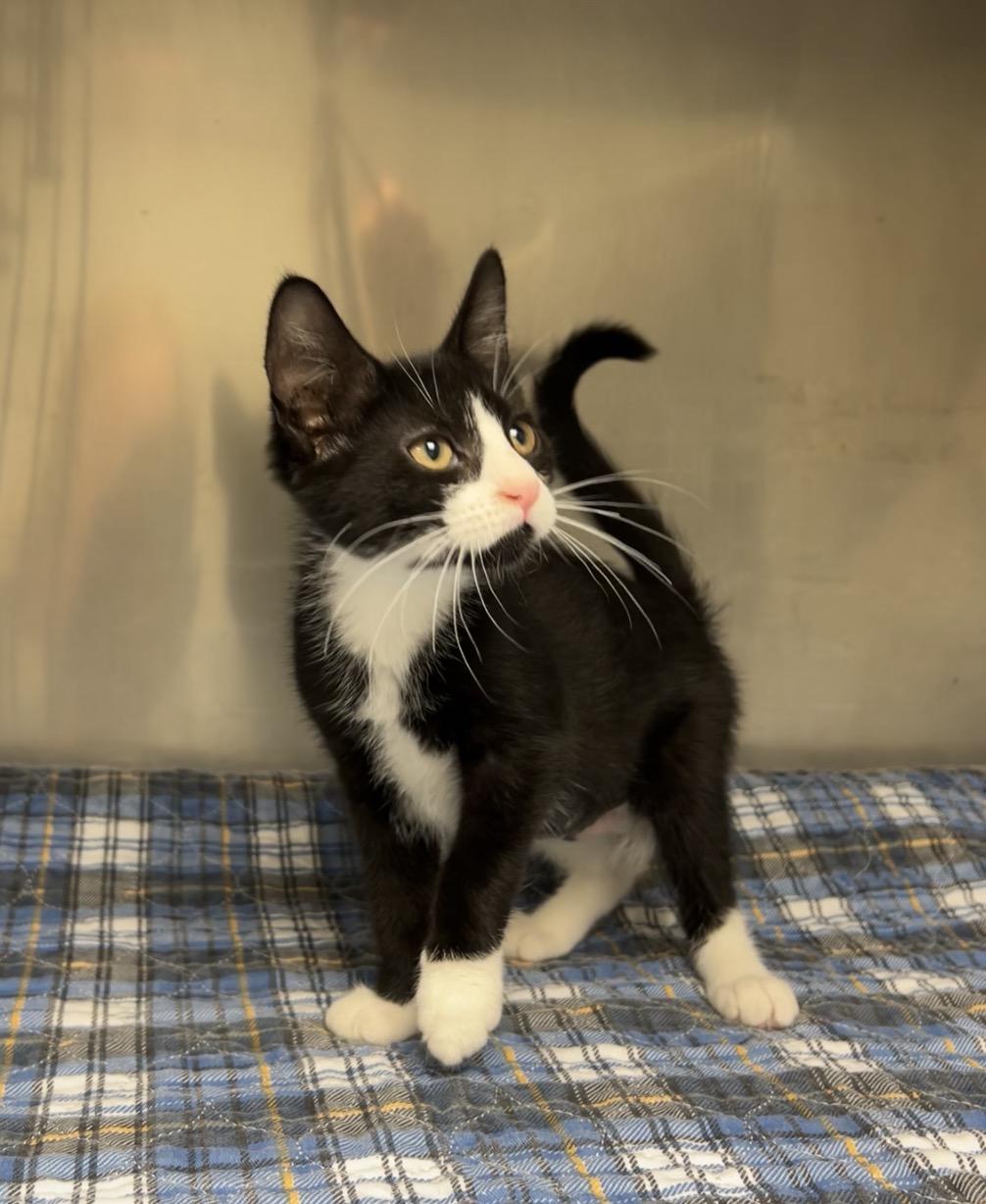 French Fry, a Adoptable Domestic Short Hair in Montville, NJ image 2/2