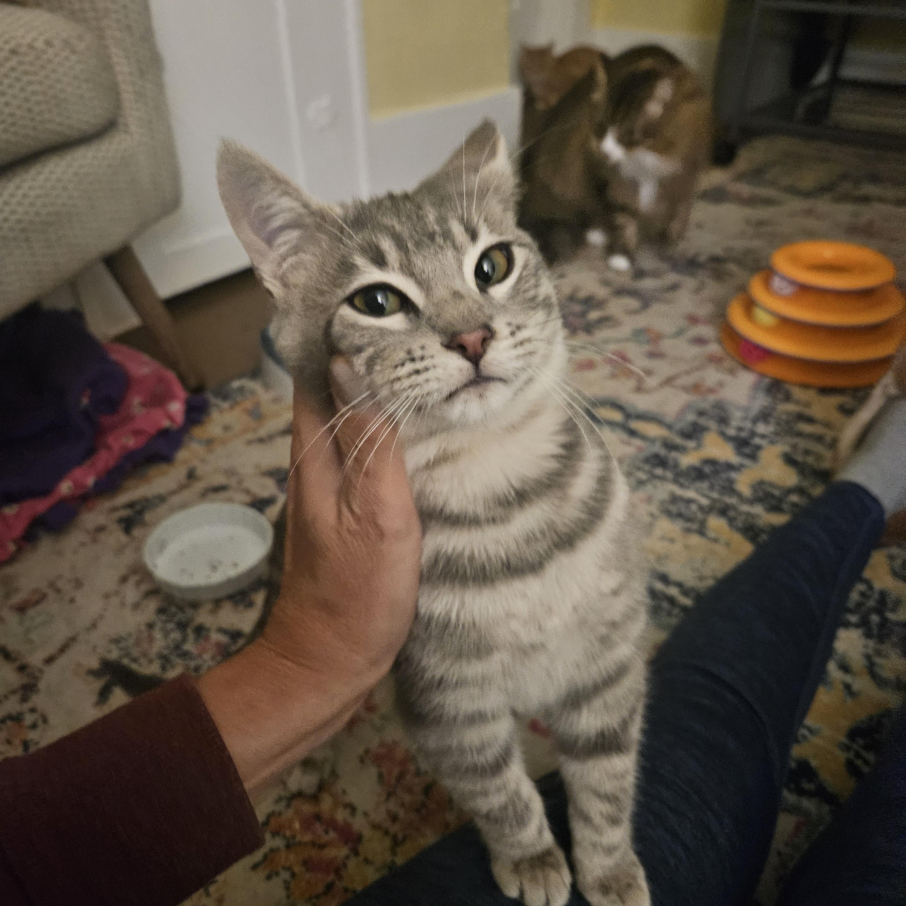 Enlarge Tubbs, an adopted Domestic Short Hair in WINLOCK, WA image 2/4