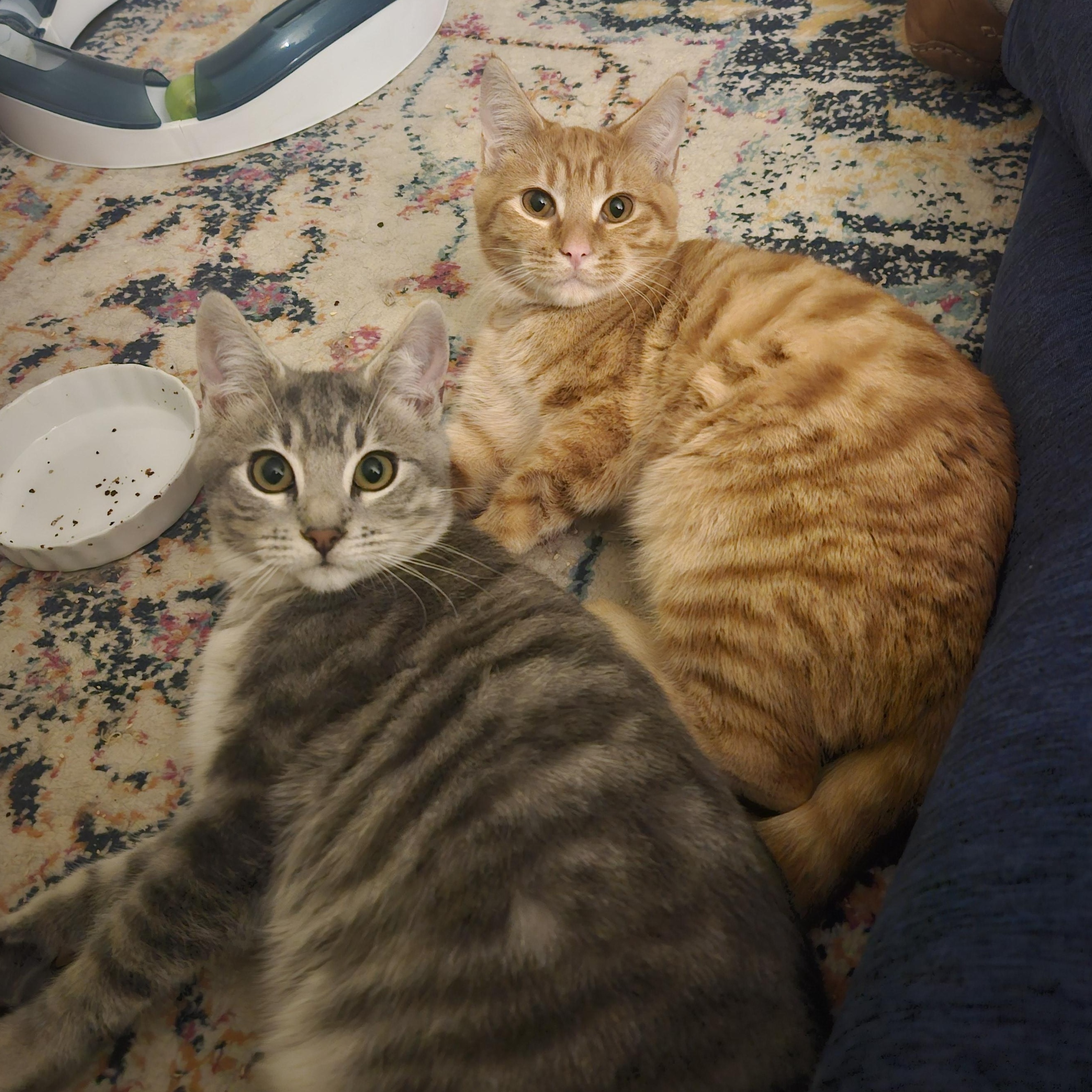 Enlarge Tubbs, an adopted Domestic Short Hair in WINLOCK, WA image 3/4