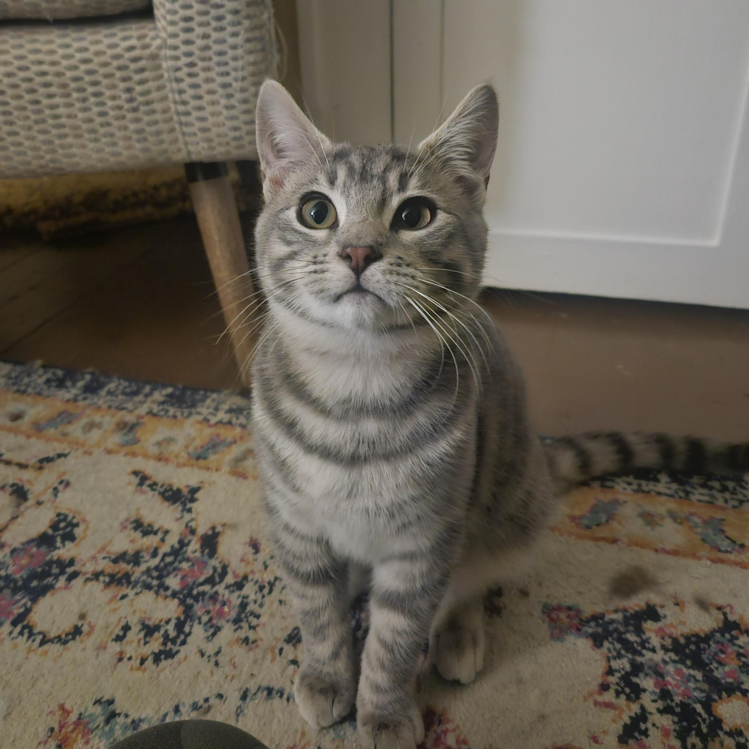 Enlarge Tubbs, an adopted Domestic Short Hair in WINLOCK, WA image 1/4