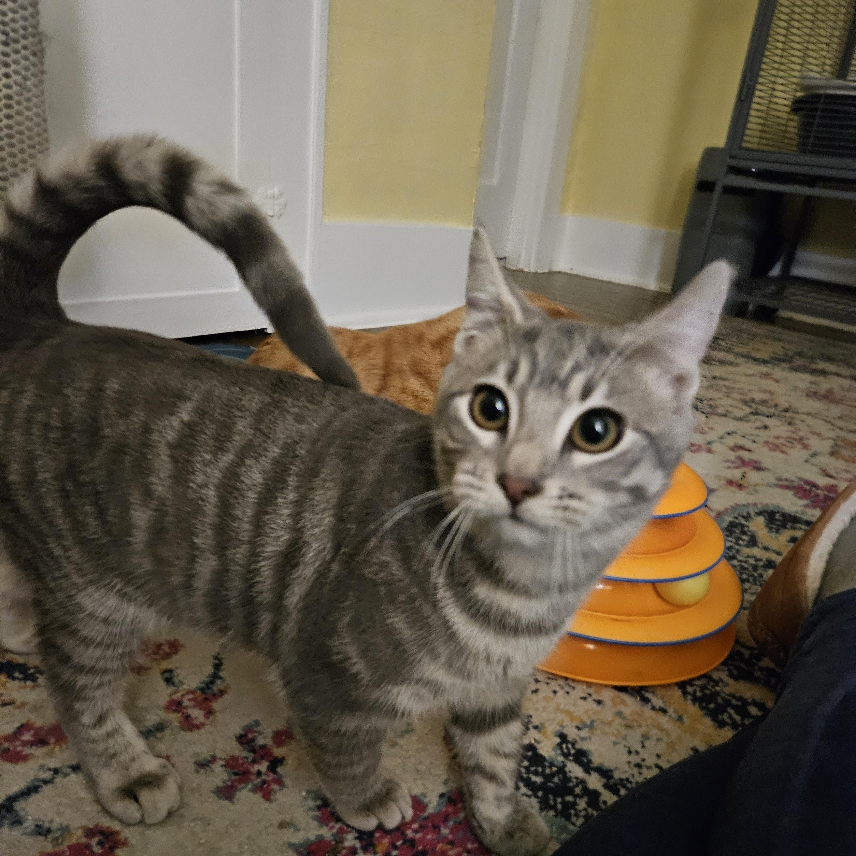 Enlarge Tubbs, an adopted Domestic Short Hair in WINLOCK, WA image 4/4