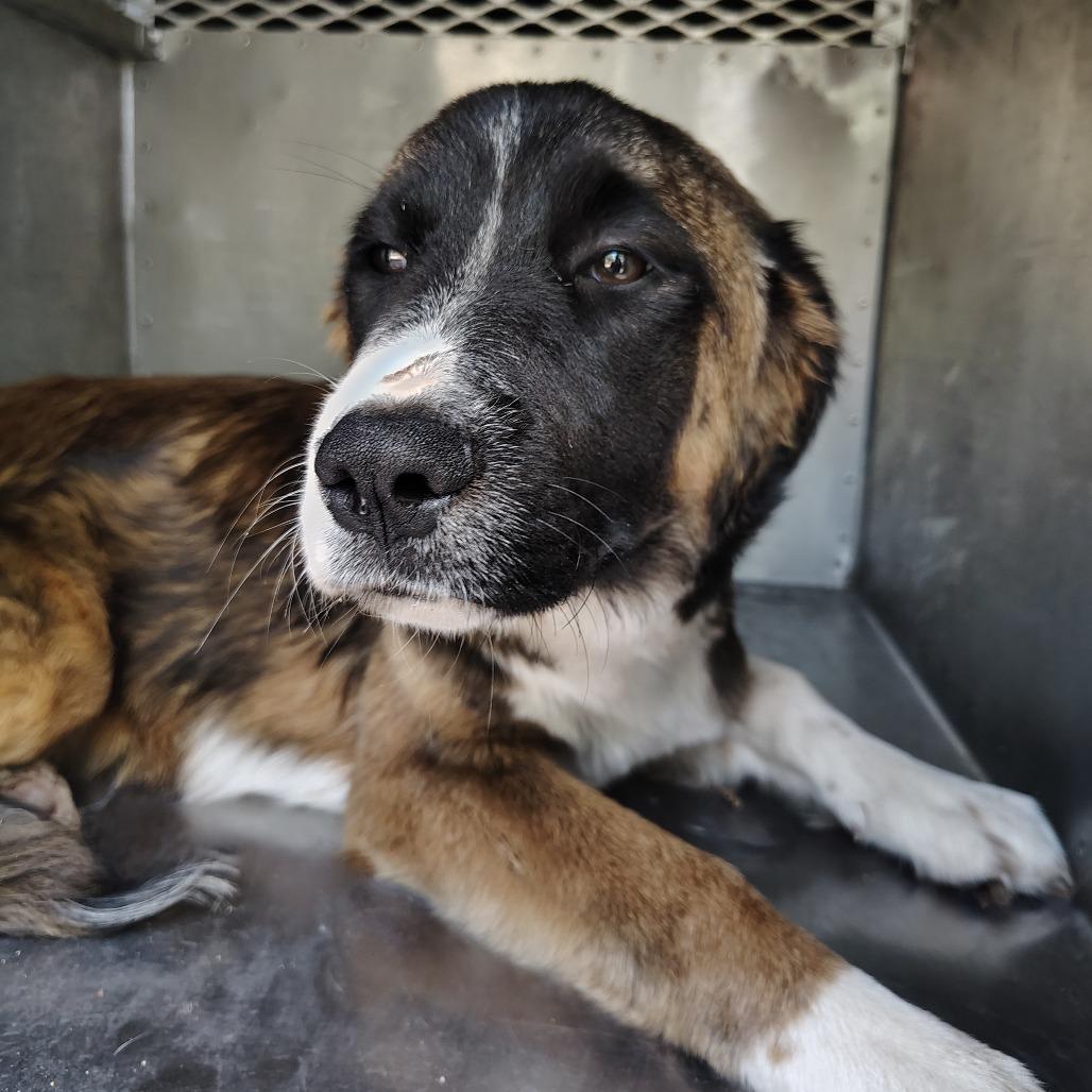 Yin, Adoptable, Young Female Great Pyrenees & Mixed Breed.