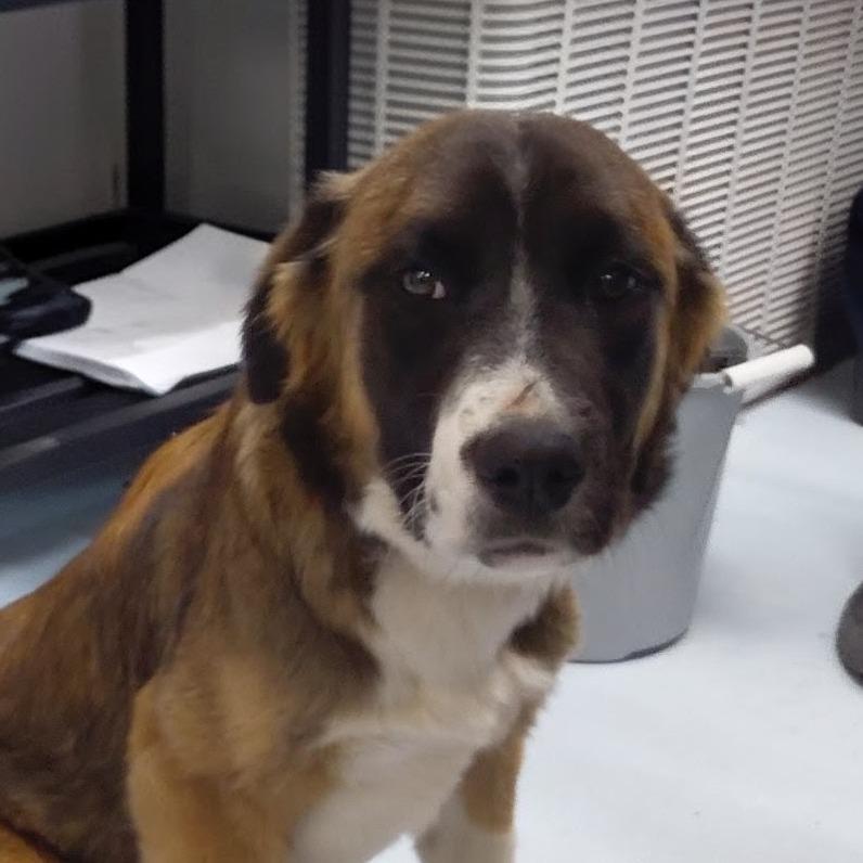 Enlarge Yin, a Adoptable mixed breed in Springtown, TX image 2/2