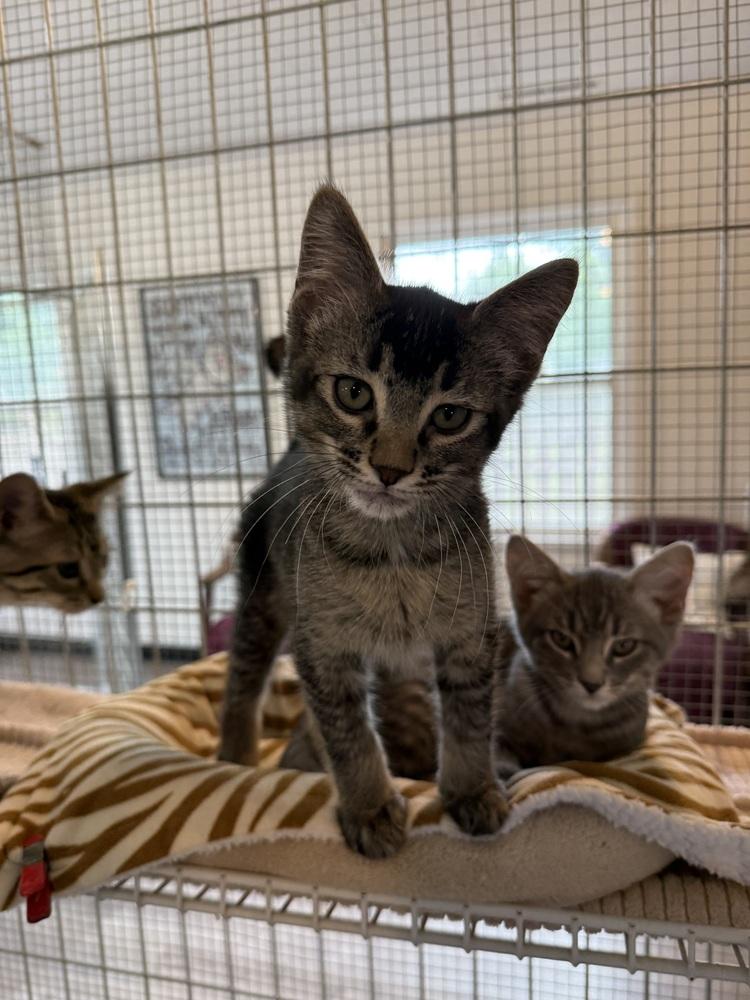Enlarge Kenickie, a Adoptable Domestic Short Hair in McPherson, KS image 1/4