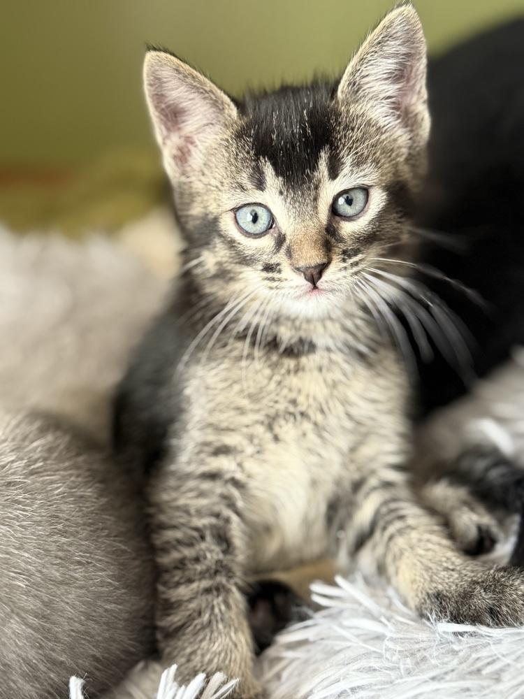 Enlarge Kenickie, a Adoptable Domestic Short Hair in McPherson, KS image 2/4