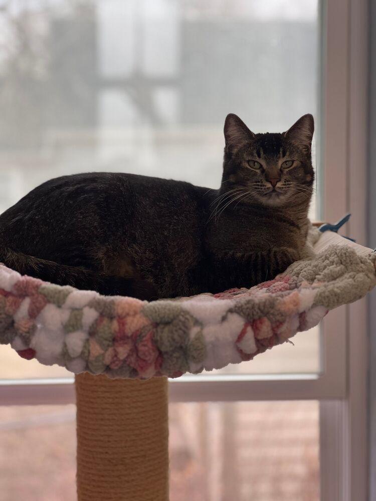 Kenickie, a Adoptable Domestic Short Hair in McPherson, KS image 4/6