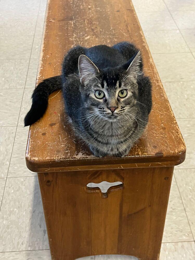 Enlarge Kenickie, a Adoptable Domestic Short Hair in McPherson, KS image 3/4