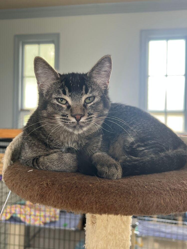 Enlarge Kenickie, a Adoptable Domestic Short Hair in McPherson, KS image 4/4