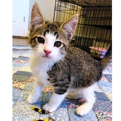 Pepper, ADOPTABLE, Kitten Male Tabby.