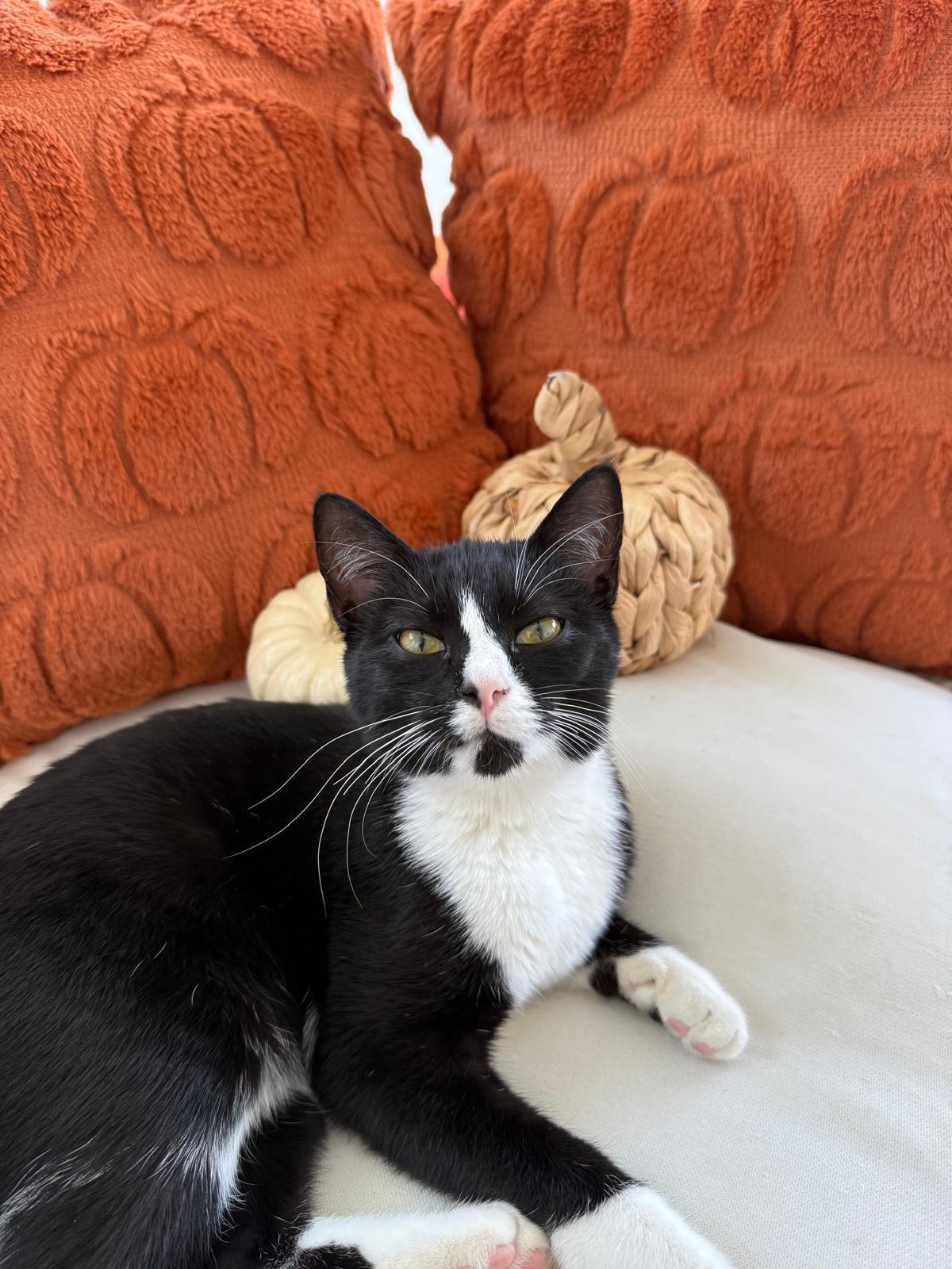 Harley, a Adoptable Tuxedo in Miami, FL image 1/6