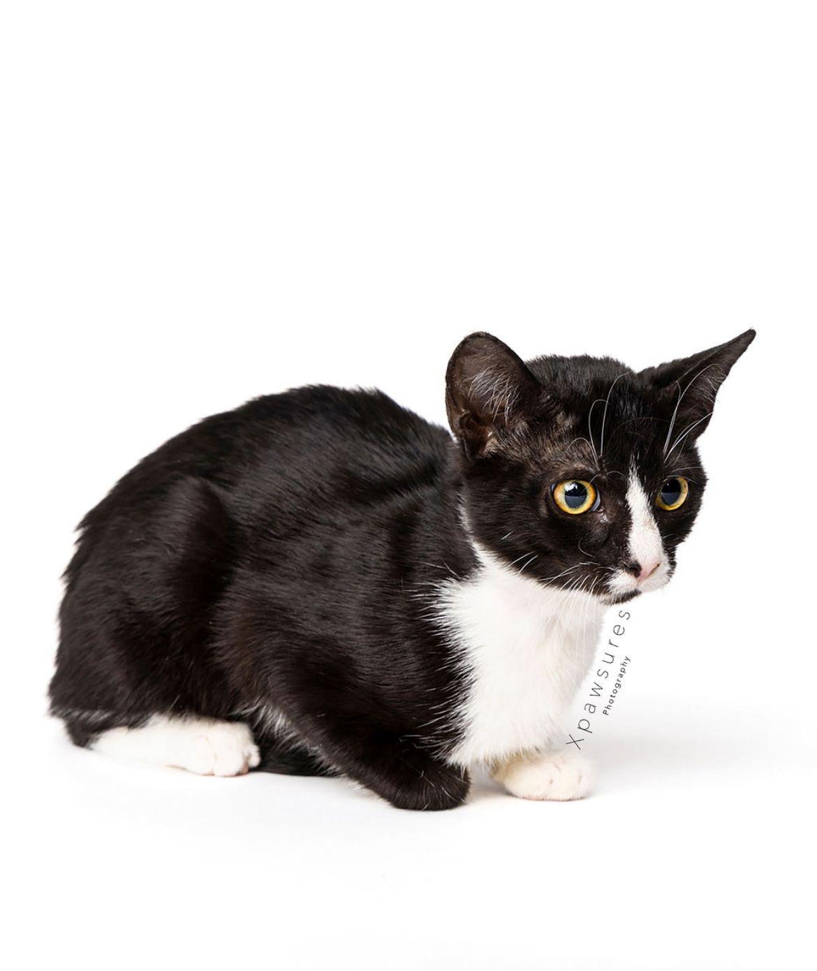 Harley, a Adoptable Tuxedo in Miami, FL image 2/6