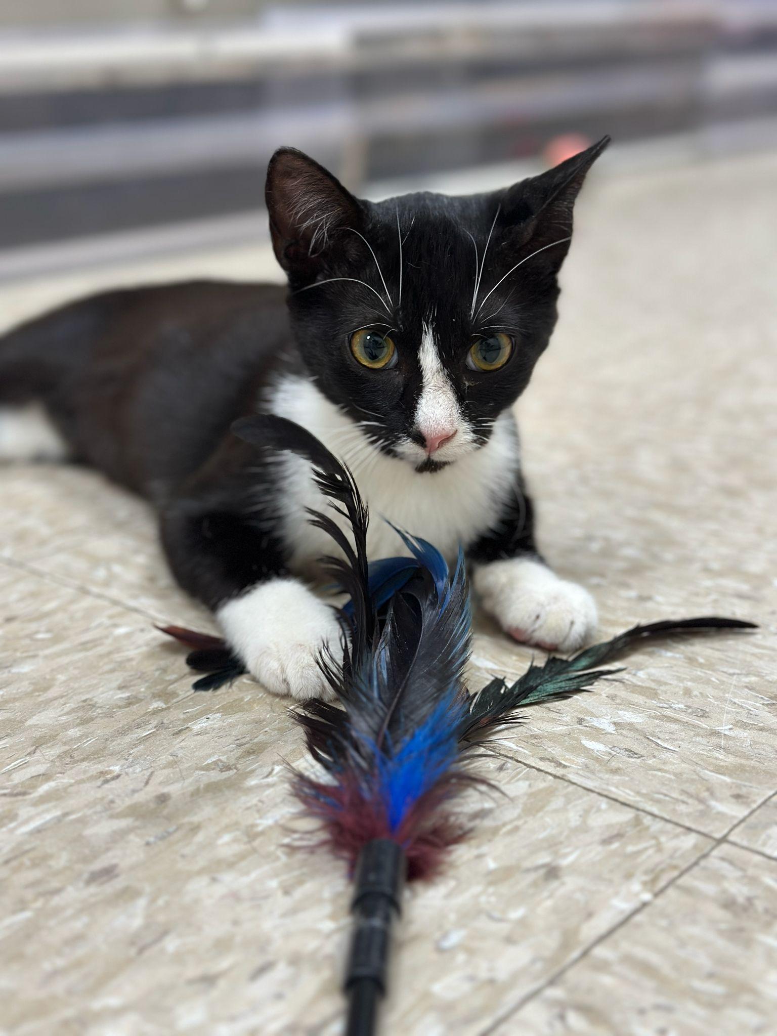 Harley, Adoptable, Young Female Tuxedo.