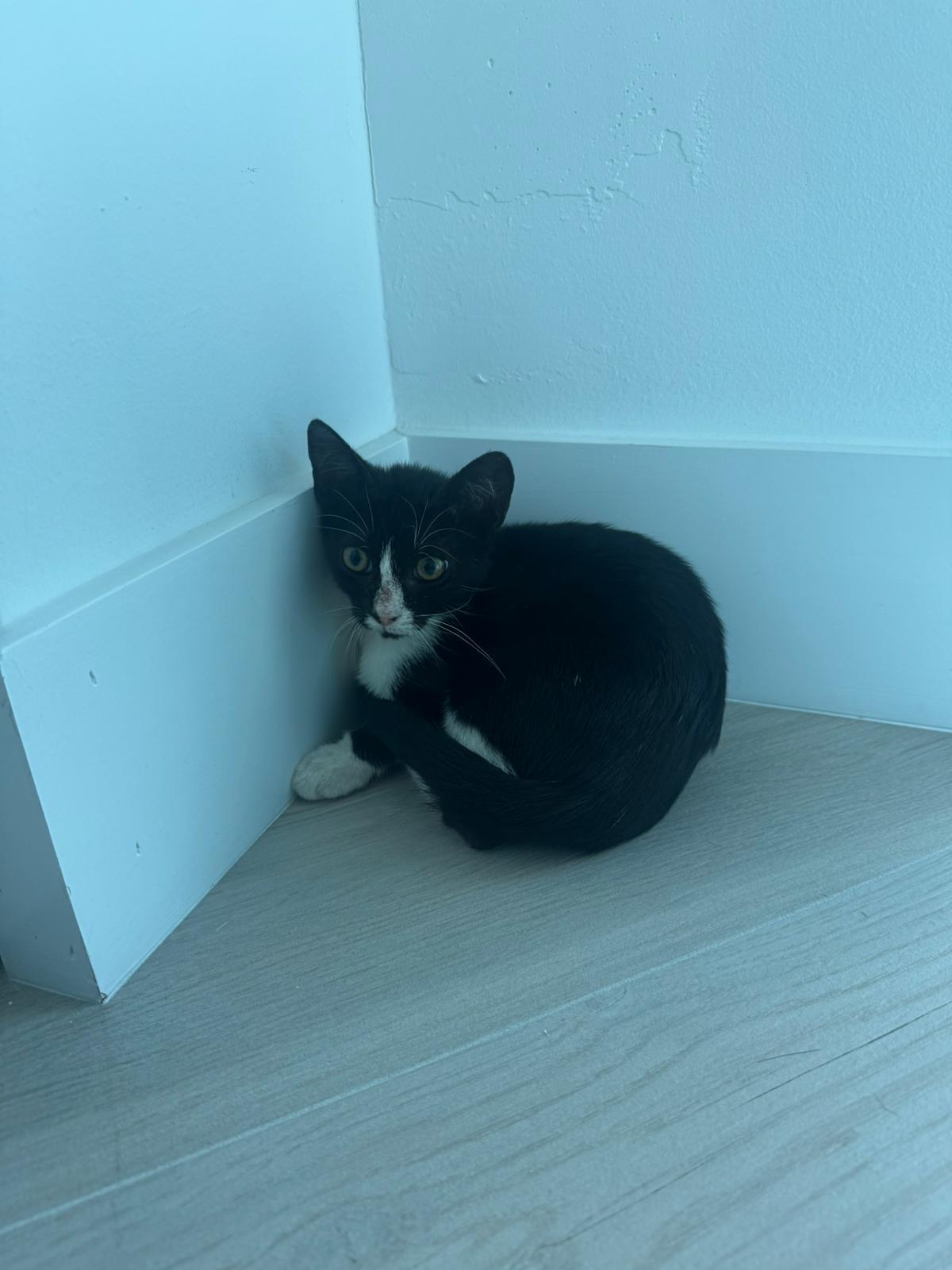 Harley, Young Female unknown