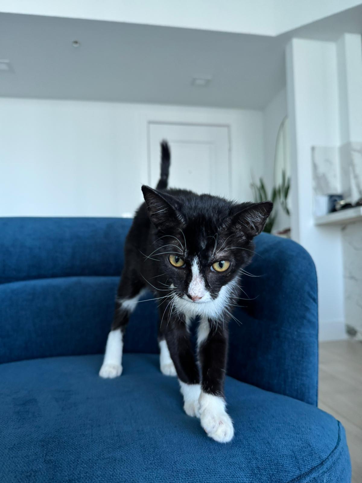 Harley, a Adoptable Tuxedo in Miami, FL image 6/6