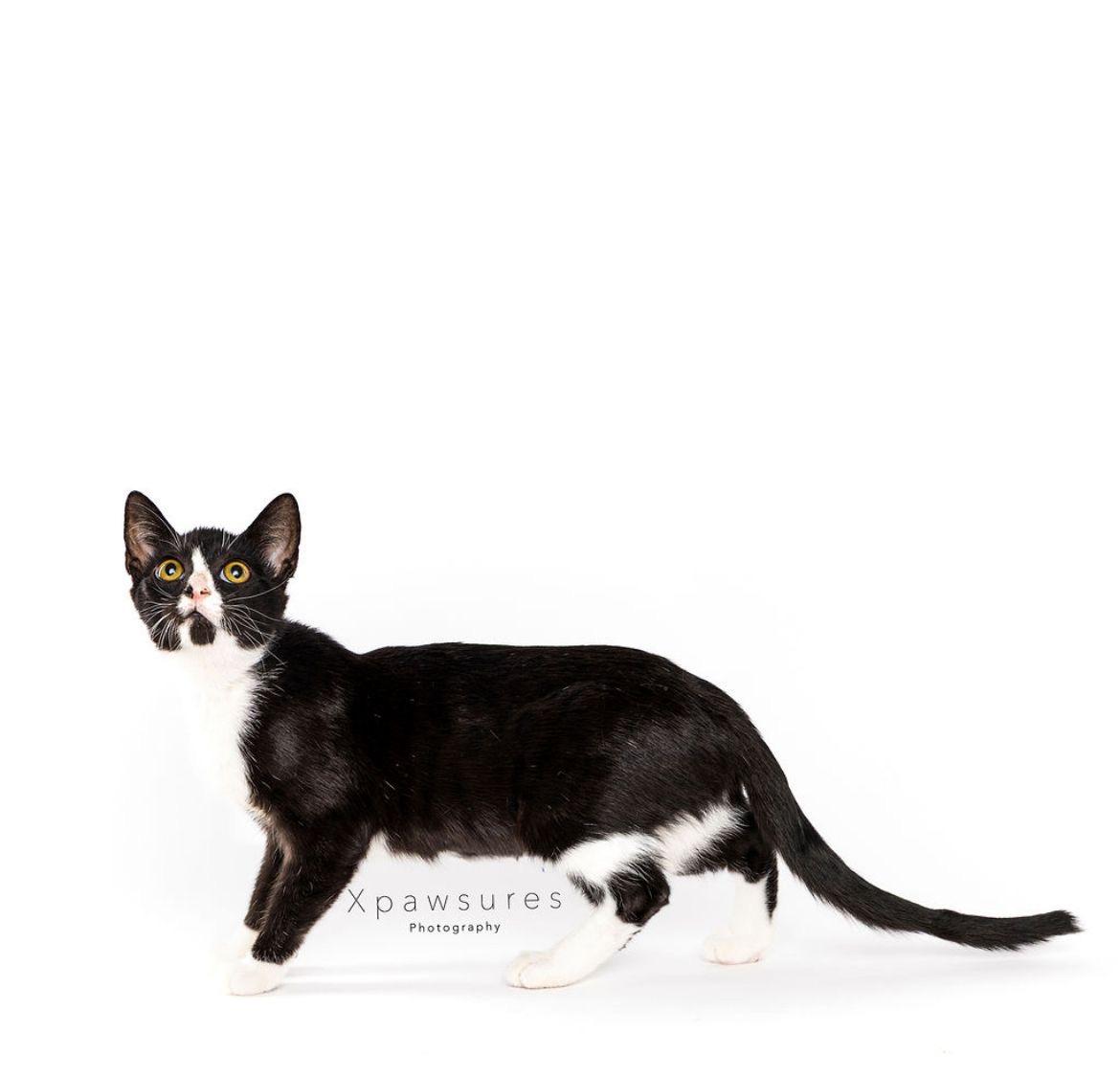 Harley, a Adoptable Tuxedo in Miami, FL image 4/6