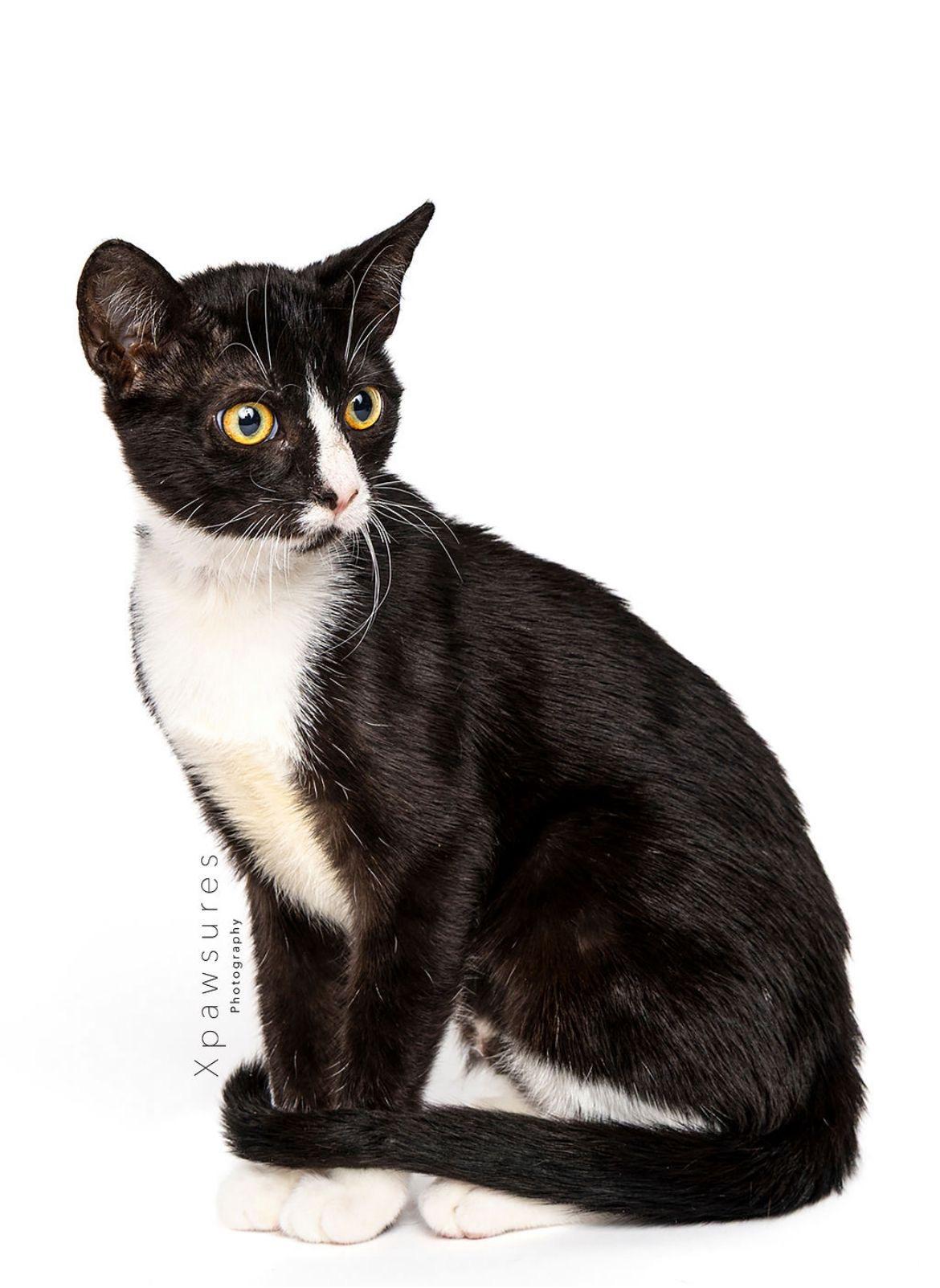 Harley, a Adoptable Tuxedo in Miami, FL image 3/6