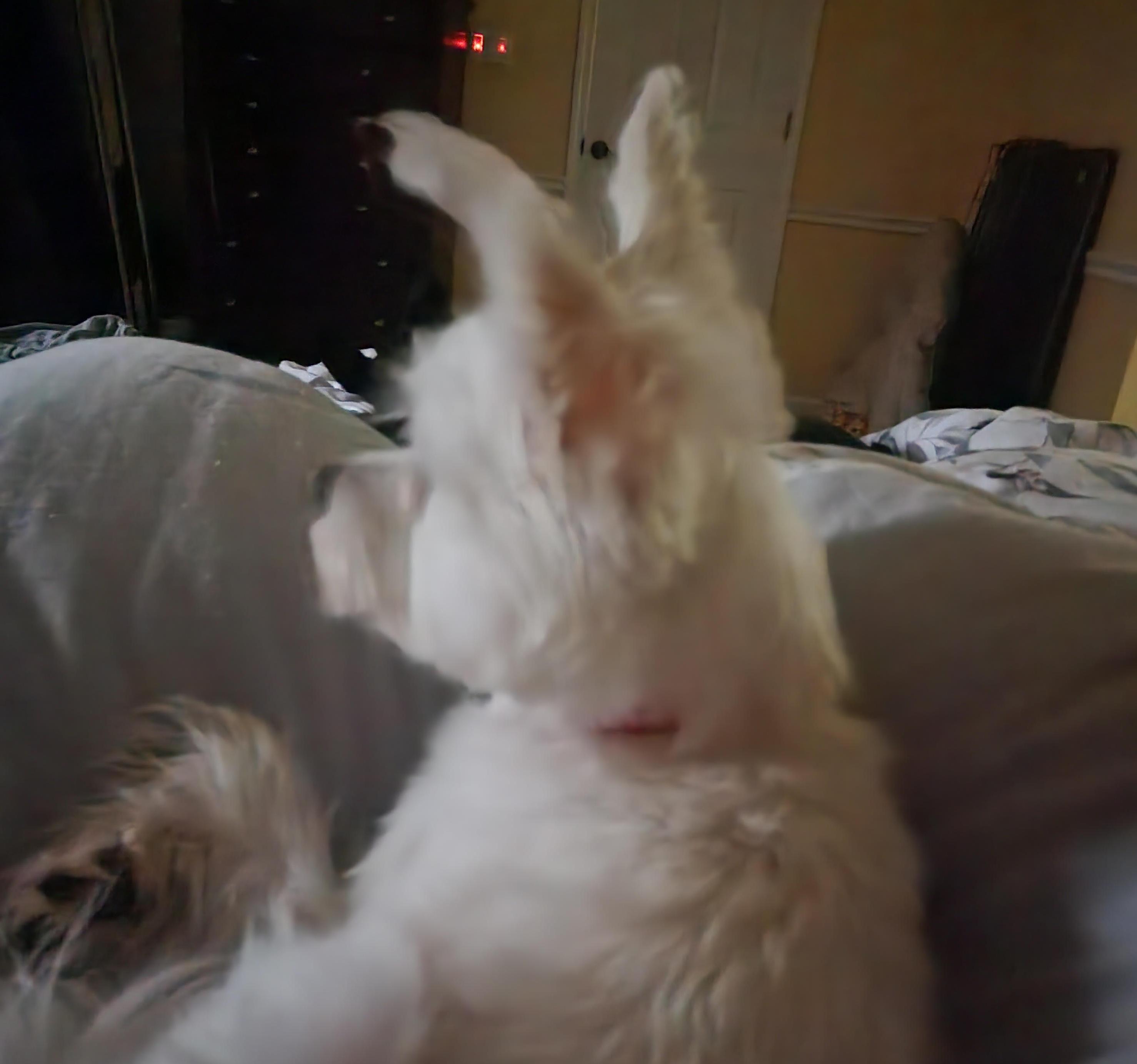 Enlarge Cadie, an adopted mixed breed in Cumming, GA image 2/4