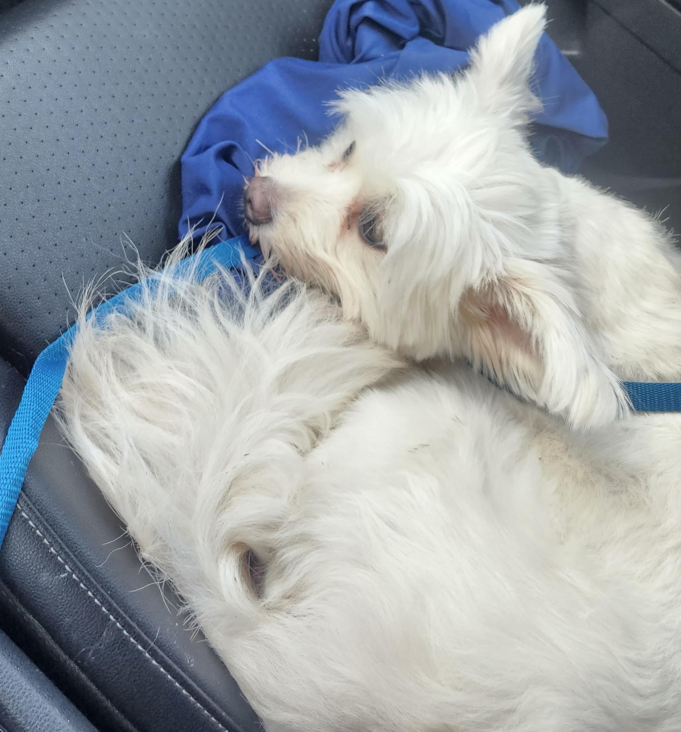 Enlarge Cadie, an adopted mixed breed in Cumming, GA image 3/4