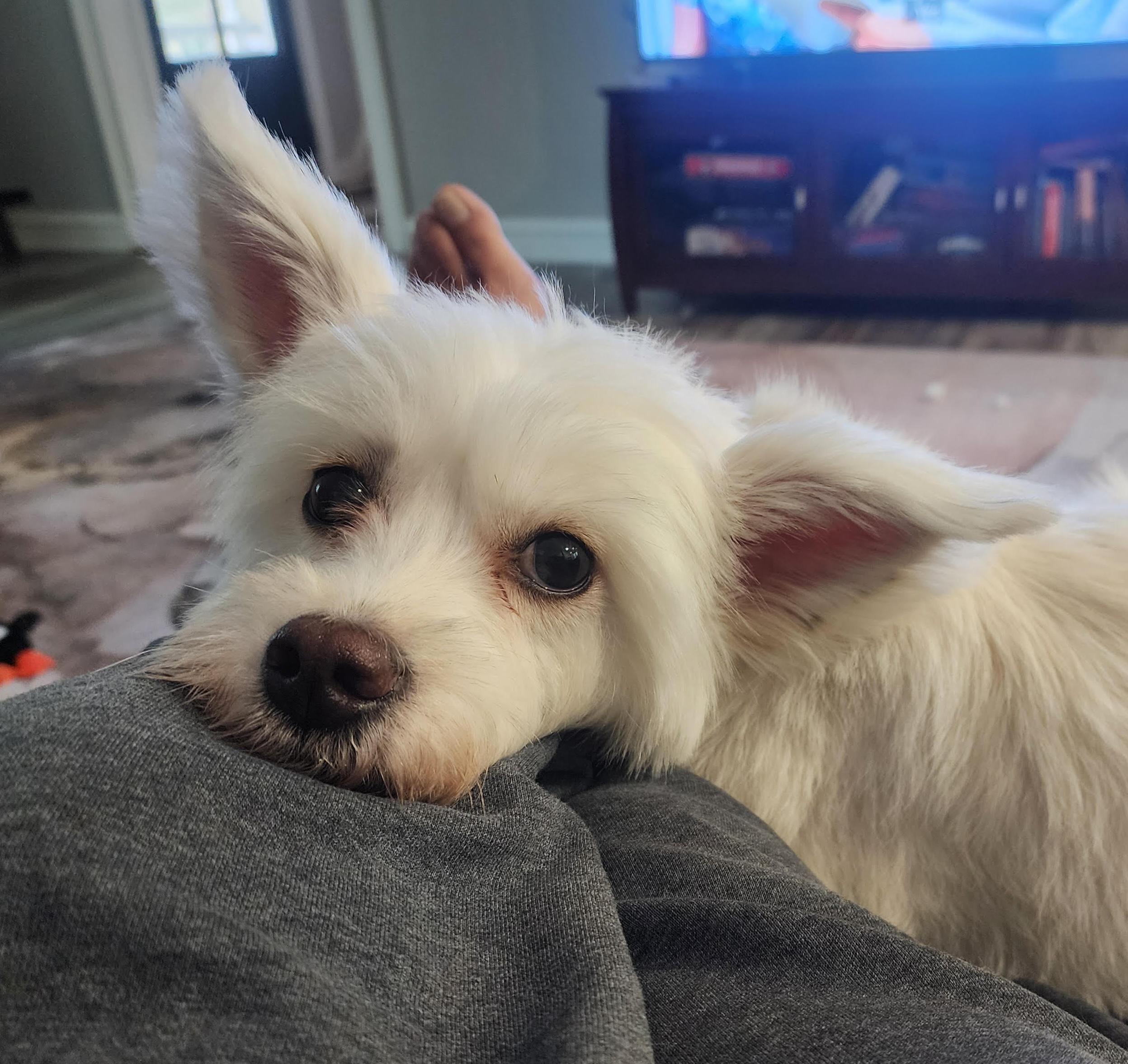 Enlarge Cadie, an adopted mixed breed in Cumming, GA image 4/4