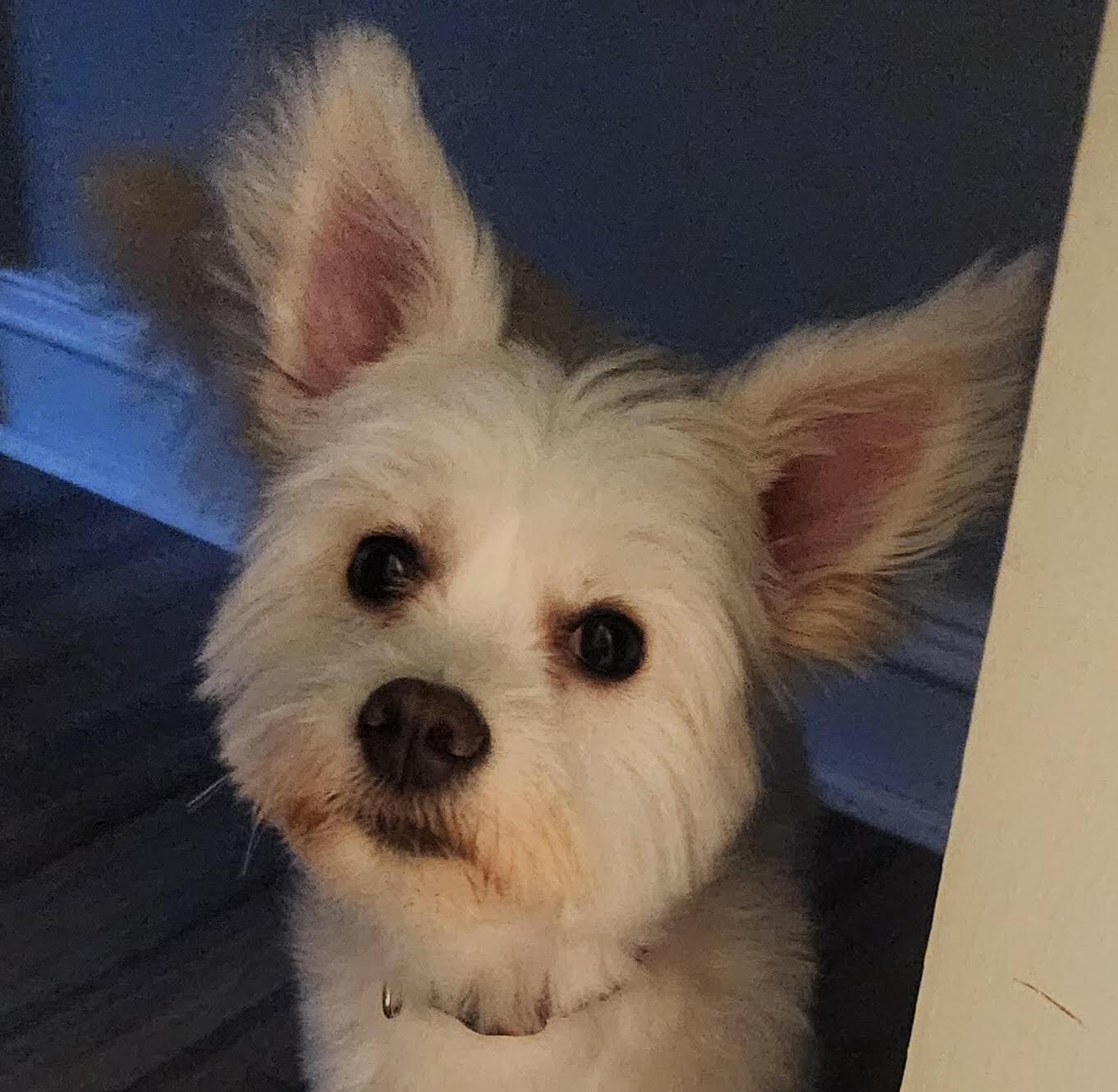 Cadie, adopted, Young Female West Highland White Terrier / Westie.