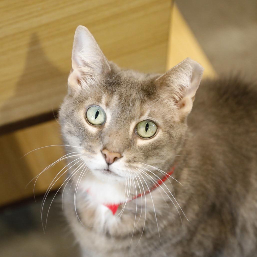 Enlarge Minnie, a Adoptable mixed breed in Tampa, FL image 2/4