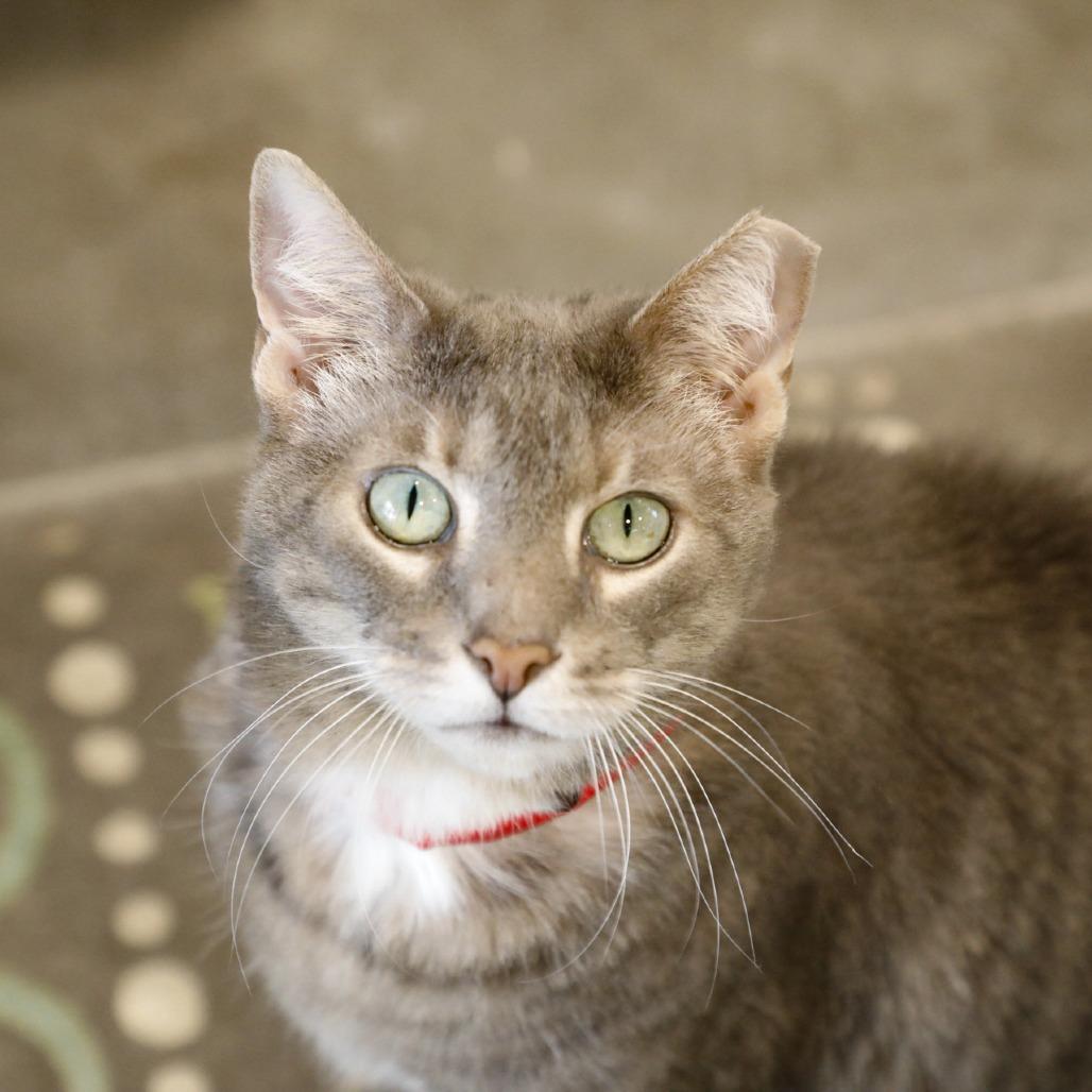 Enlarge Minnie, a Adoptable mixed breed in Tampa, FL image 3/4