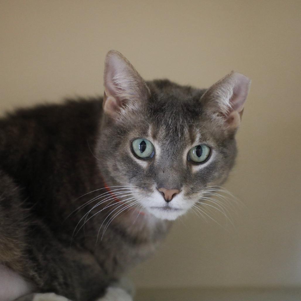 Enlarge Minnie, a Adoptable mixed breed in Tampa, FL image 4/4