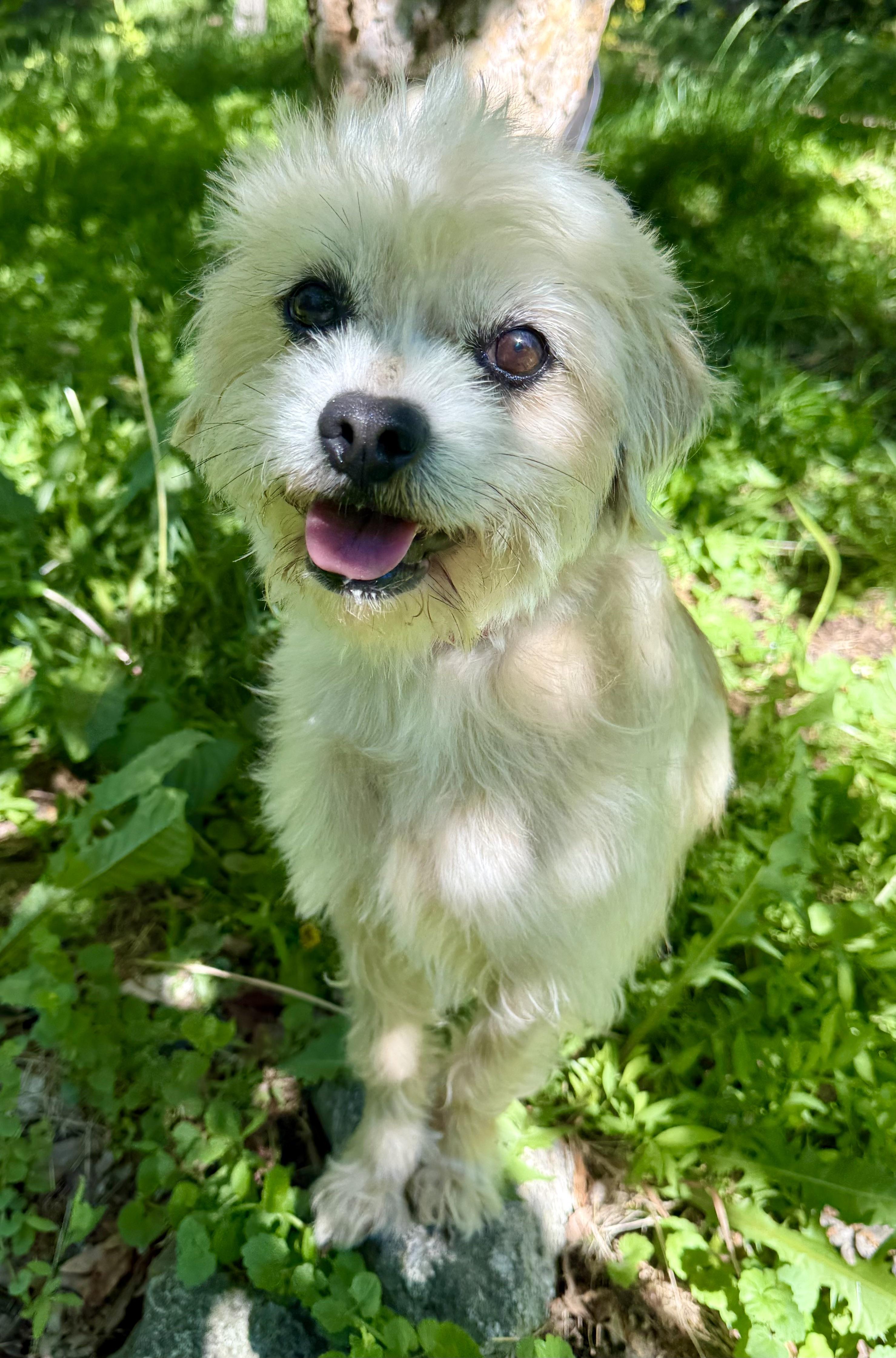 Enlarge Cake, an adoptable mixed breed in Tomkins Cove, NY image 1/5