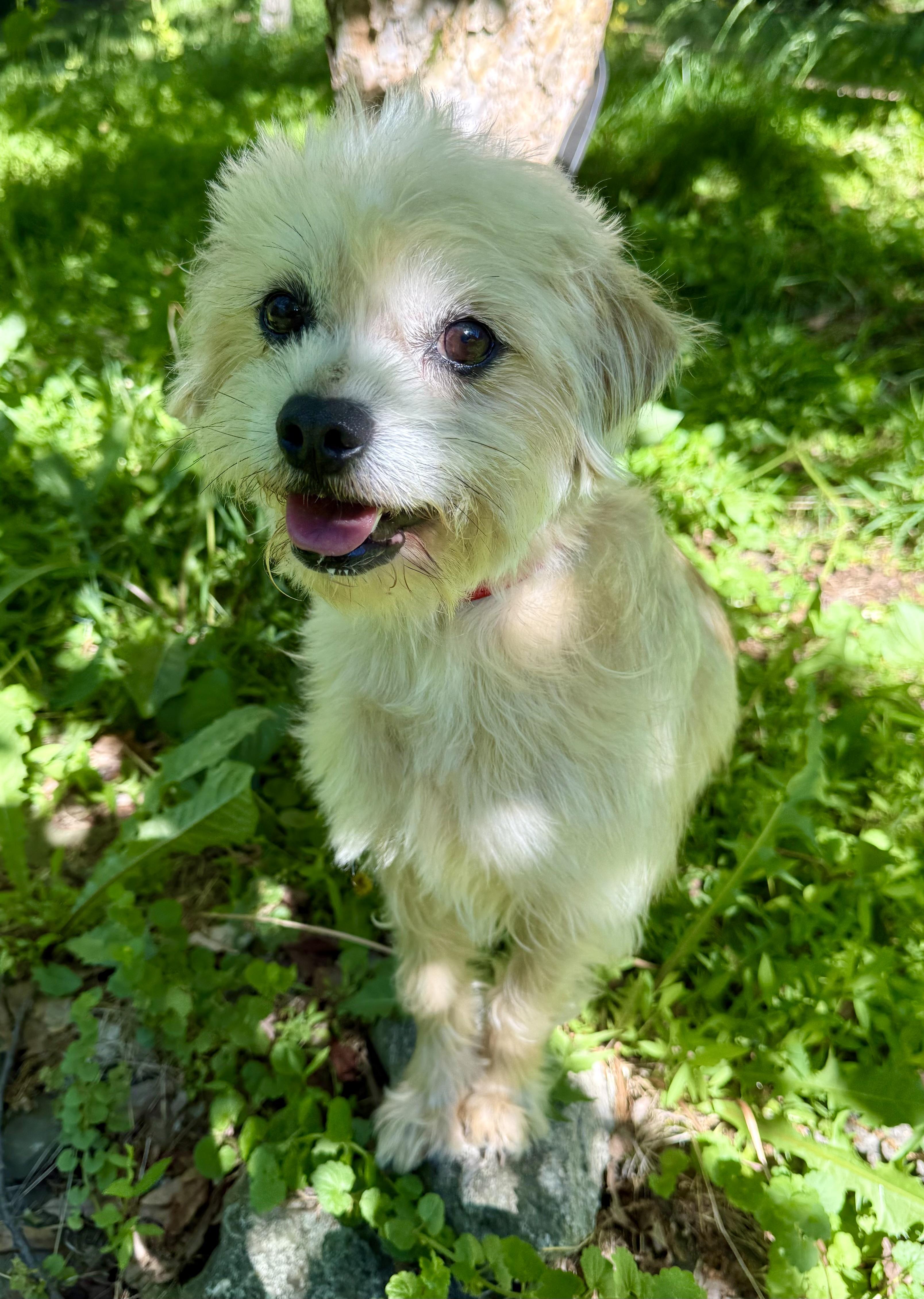 Enlarge Cake, an adoptable mixed breed in Tomkins Cove, NY image 3/5