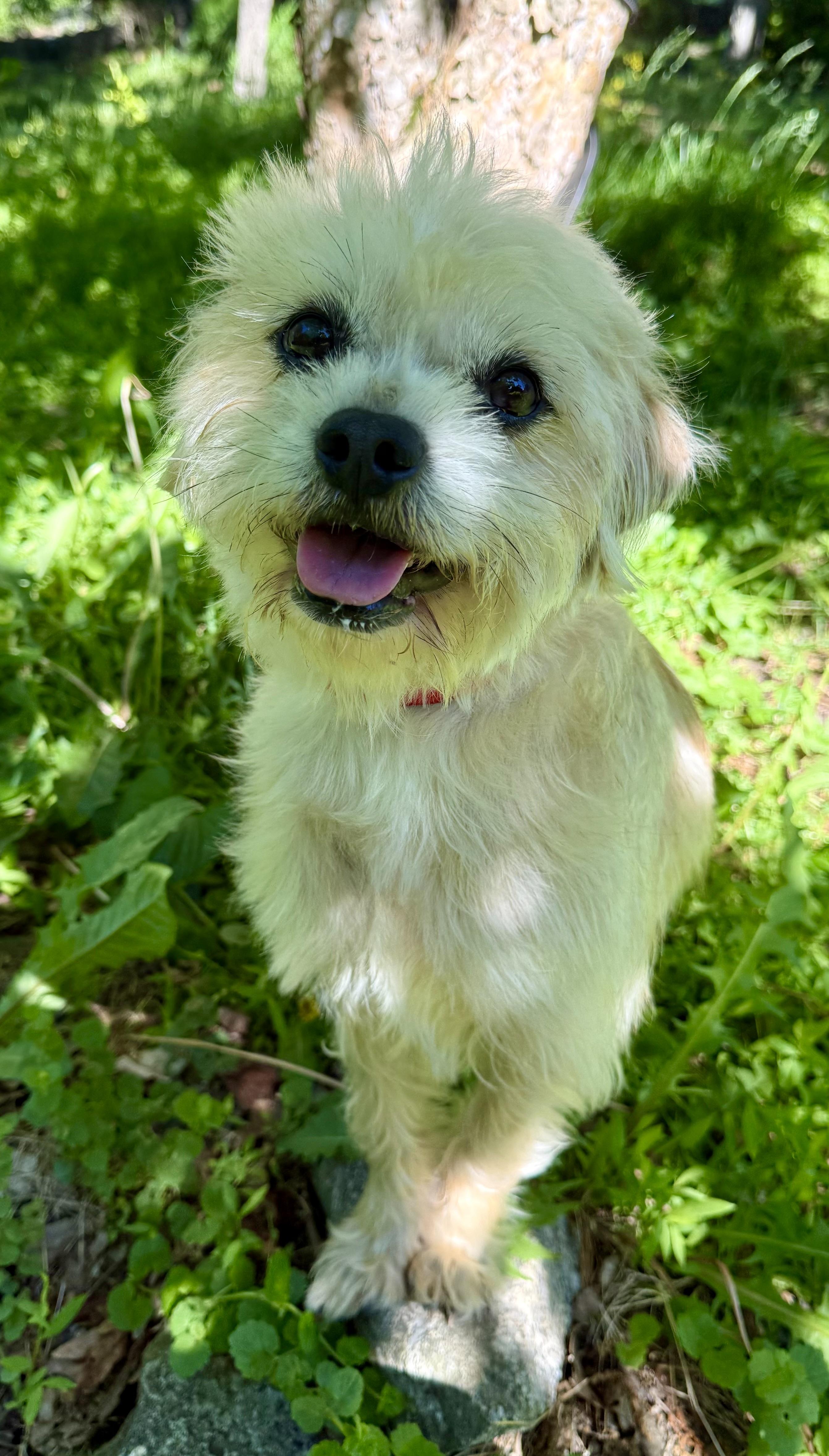 Enlarge Cake, an adoptable mixed breed in Tomkins Cove, NY image 4/5