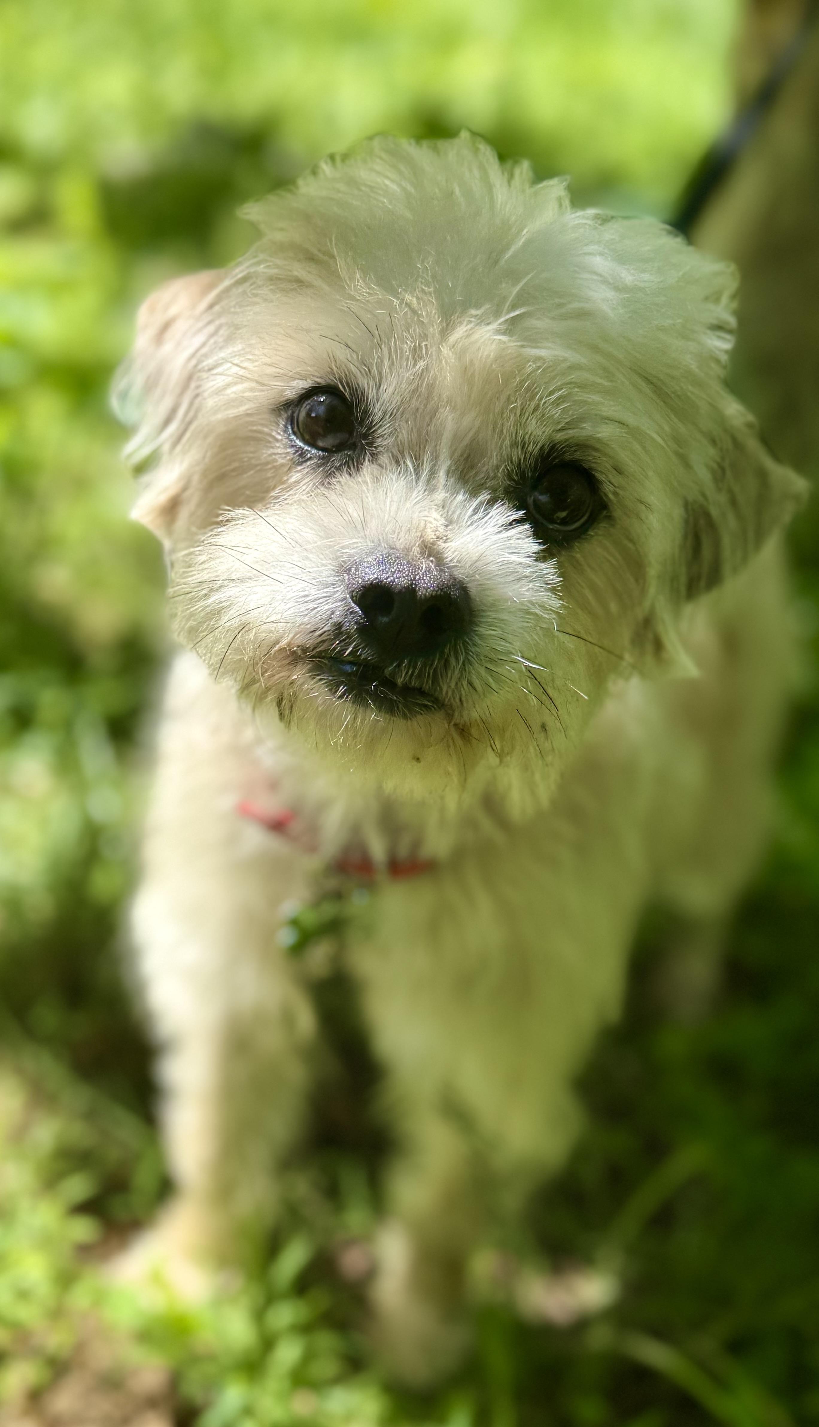 Enlarge Cake, an adoptable mixed breed in Tomkins Cove, NY image 2/5