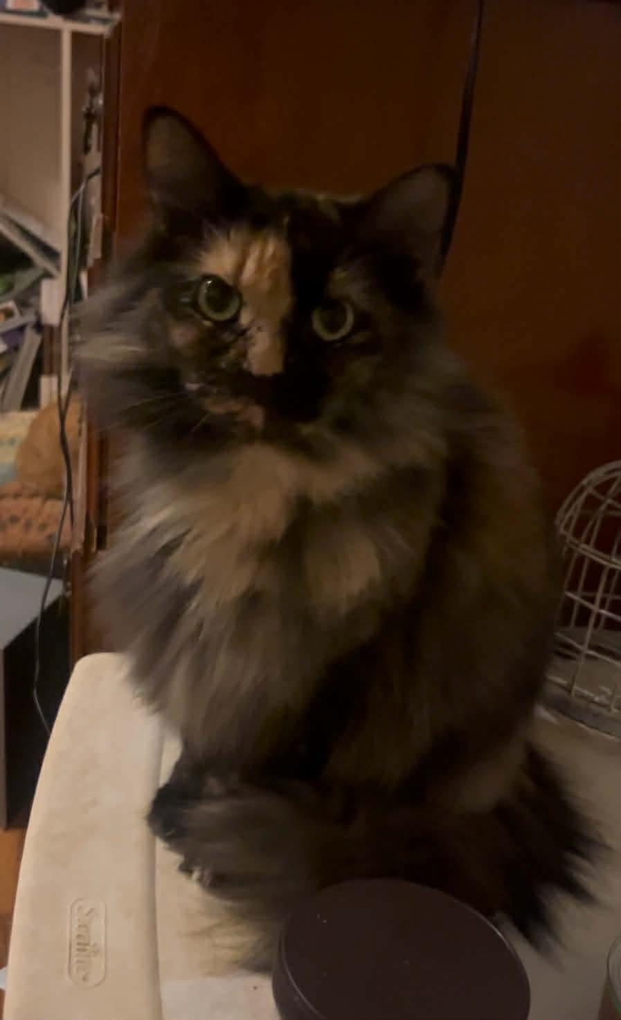 Esme & Julian, ADOPTABLE, Adult Female Domestic Long Hair.