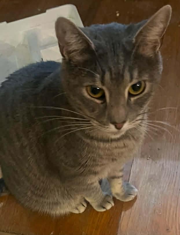 Enlarge Esme & Julian, a ADOPTABLE Domestic Long Hair in Richmond, VA image 2/2