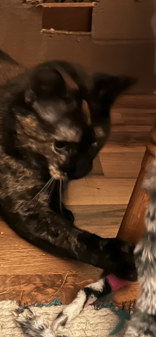 Enlarge Tricia, a Adoptable mixed breed in Allentown, PA image 4/4