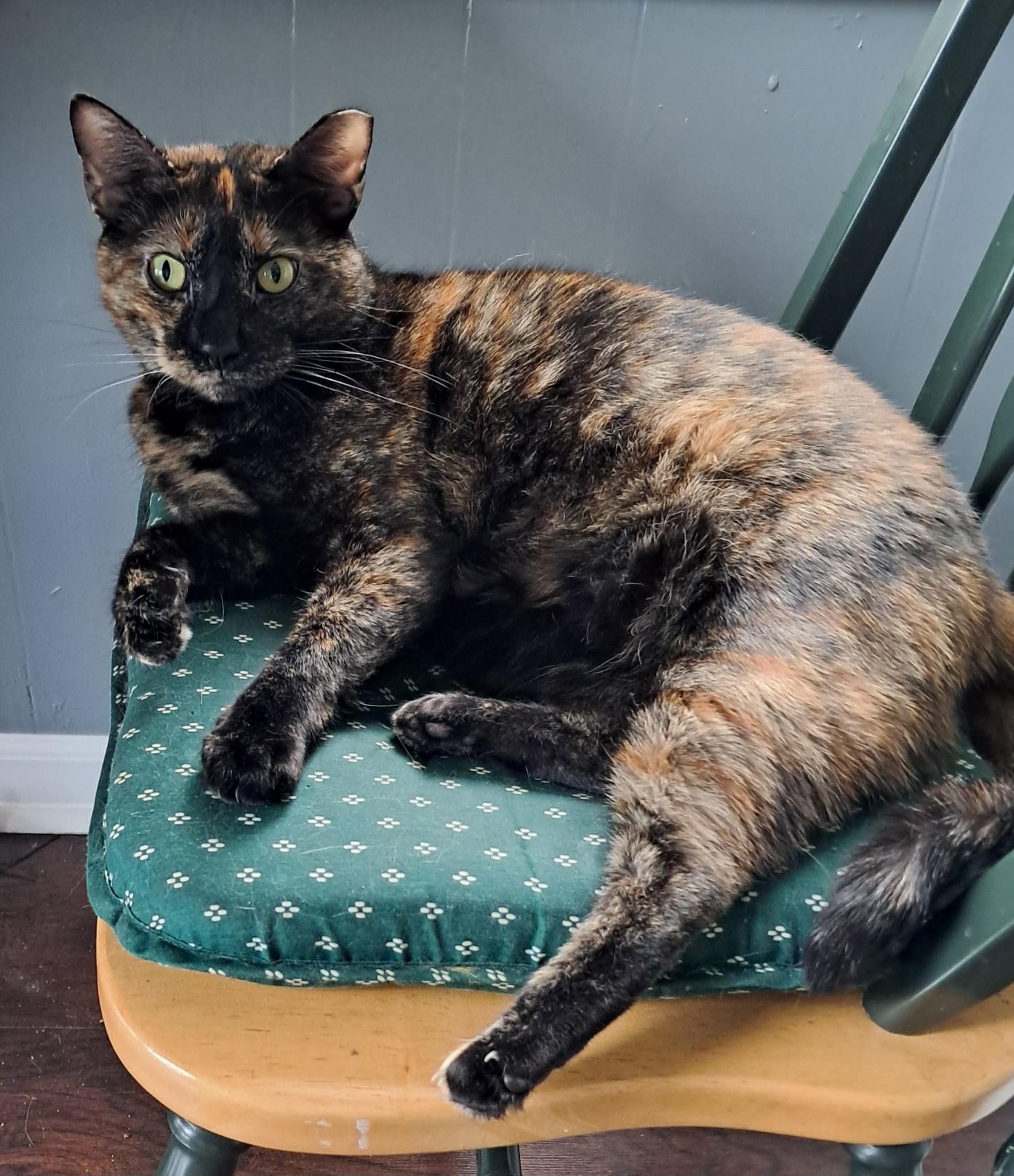 Enlarge Tricia, a Adoptable mixed breed in Allentown, PA image 2/4