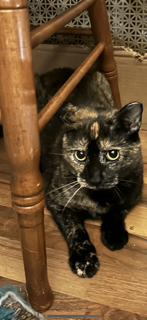 Enlarge Tricia, a Adoptable mixed breed in Allentown, PA image 3/4