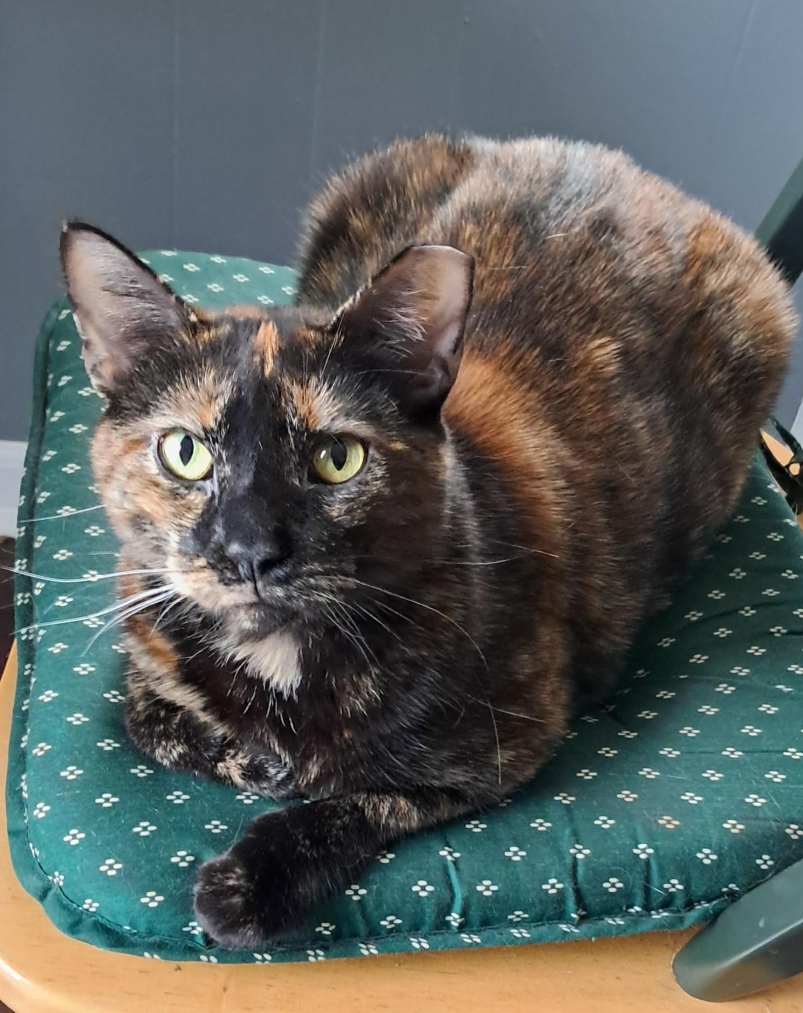 Enlarge Tricia, a Adoptable mixed breed in Allentown, PA image 1/4