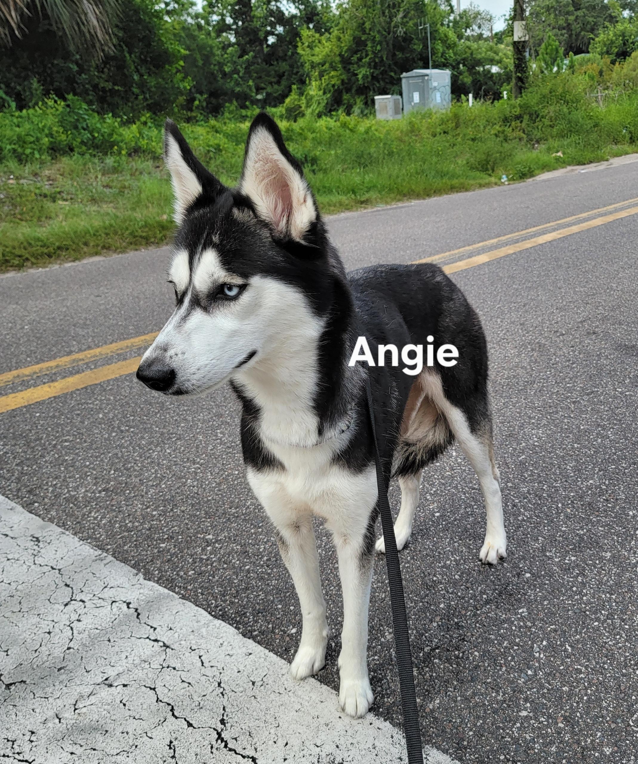 Enlarge Angie, a Adoptable mixed breed in St. Augustine, FL image 1/2
