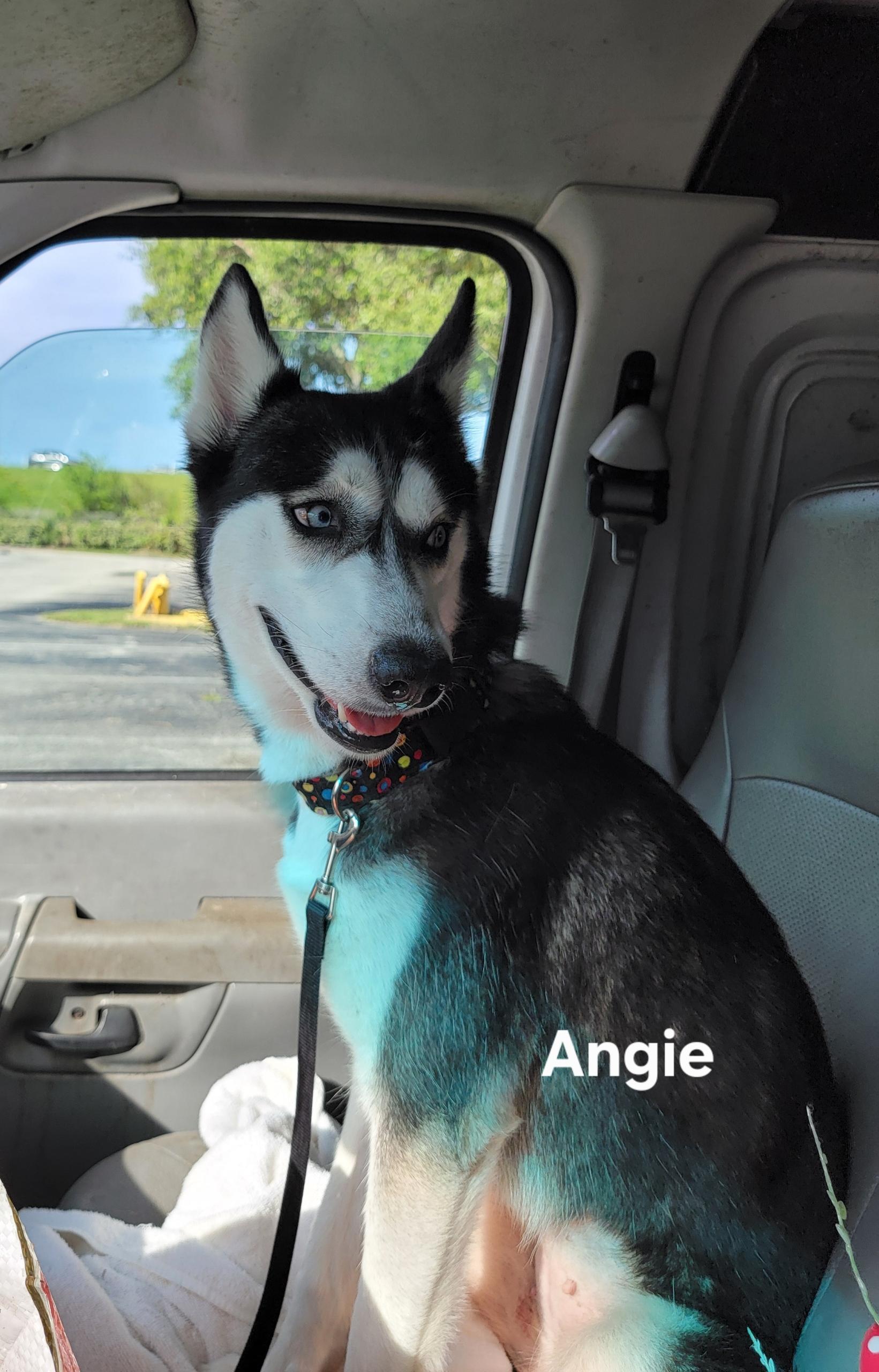 Enlarge Angie, a Adoptable mixed breed in St. Augustine, FL image 2/2